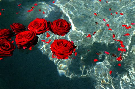 Red Rose Aesthetic Wallpapers Top Free Red Rose Aesthetic Backgrounds