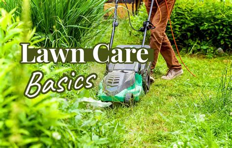 Lawn Care Basics Lawns And Palms