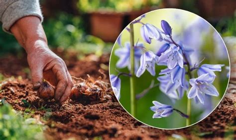 When To Plant Bluebells Uk