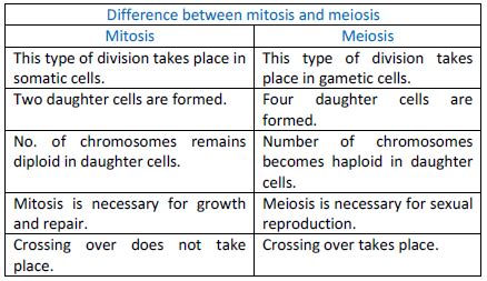 For detailed information about the differences between mitosis and meiosis refer to the table below. Cell division-Meiosis-class 11 biology at excellup.com