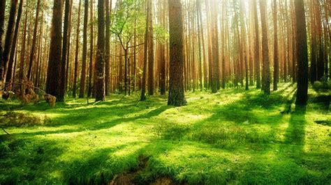 Forest Background Forest Background Wallpaper 1920x1080 2959