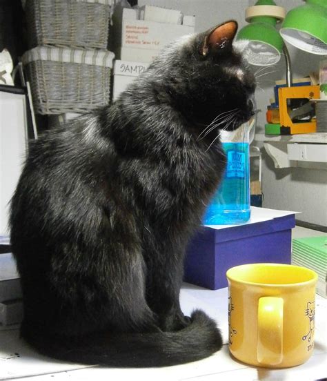 See 147 unbiased reviews of black cat cafe, rated 4.5 of 5 on tripadvisor and ranked #4 of 35 restaurants in ashland. Daily Photo: Someone Drank the Coffee ~ The Creative Cat