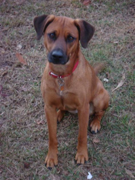 black mouth cur info temperament training puppies facts pictures
