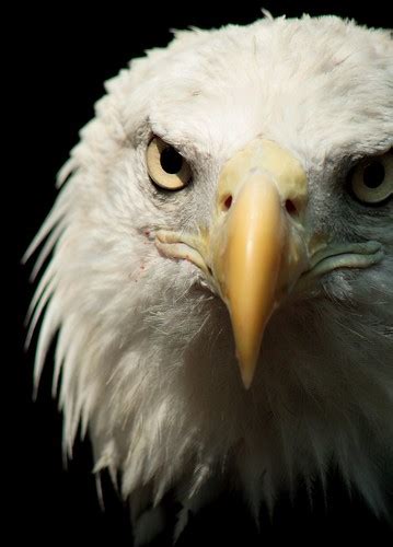 Eagle Eyes Explore Highest Position On Tuesday Febru Flickr