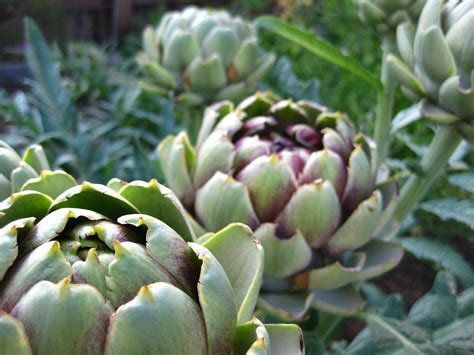 Sketching, painting, photography and diy. Artichokes from the garden - Summer 2010 | Megan Anthony ...