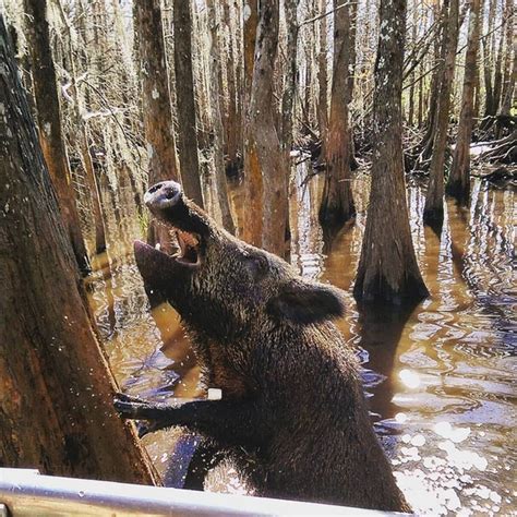 A Wild Boar In The Bayou Outside Of Slidell Louisiana Photorator