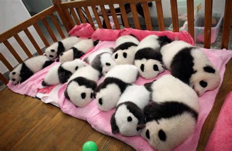 12 Panda Cubs Baby Animals Pictures Baby Animals Cute Baby Animals