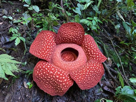 A Rafflesia Flower Not Smell Good Idalias Salon