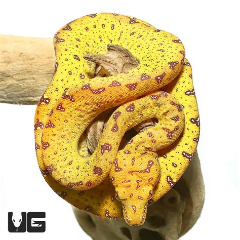 Baby Biak Green Tree Pythons Morelia Viridis For Sale Underground