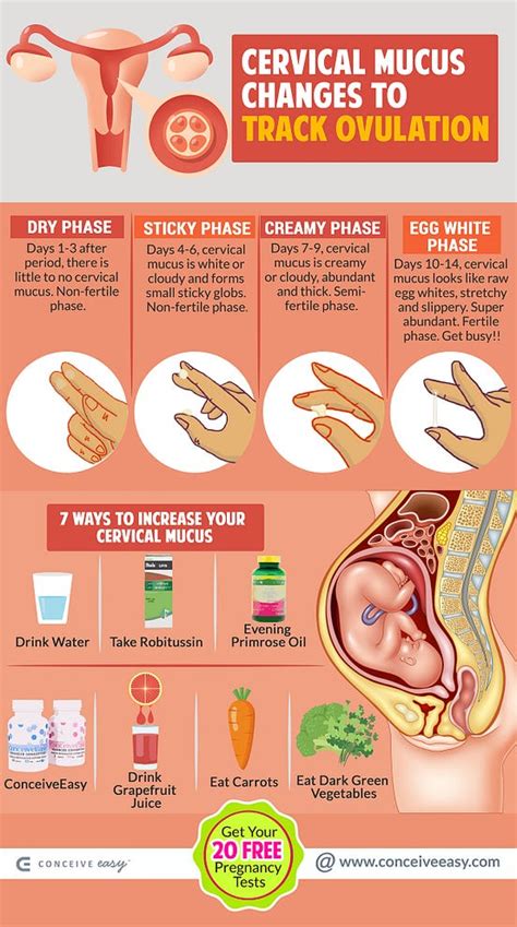 How To Track Ovulation With Cervical Mucus Changes Infographic By
