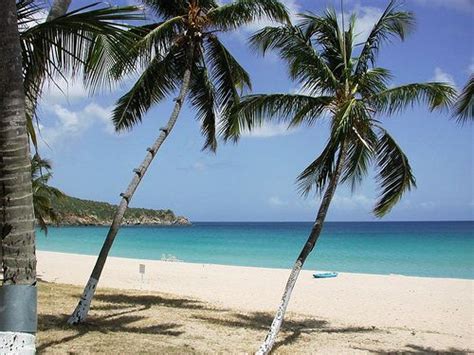 Tortola Beach Palms Tortola British Virgin Islands Cheap Caribbean