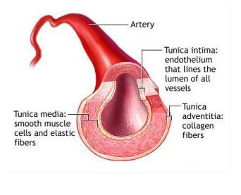 Ciri Ciri Arteri Pengertian Fungsi Struktur Jenisnya