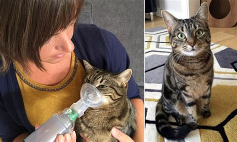 Shocked owners reveal their poorly cat heidi's nagging cough is actually asthma and she now has an inhaler. Durham owner gives her cat an inhaler after she was ...