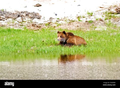 Grizzly Bear Napping In Yellowstone Np Stock Photo Alamy