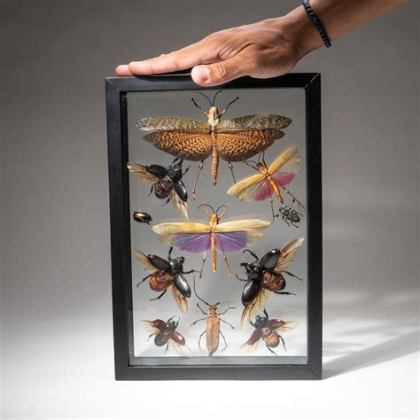 11 Genuine Insects In Display Frame V2 Astro Gallery Touch Of Modern