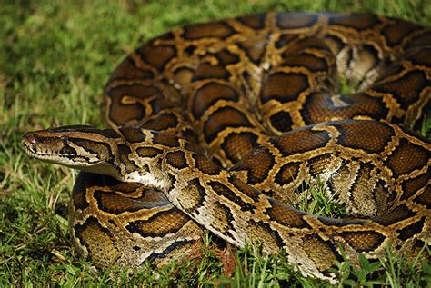 Burmese Python Everglades Cisma