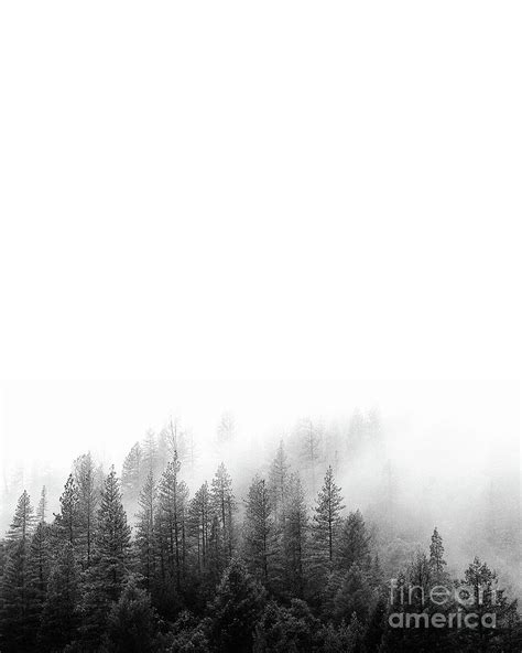 Minimalist Forest Photograph By Scandinavian Walls Fine Art America