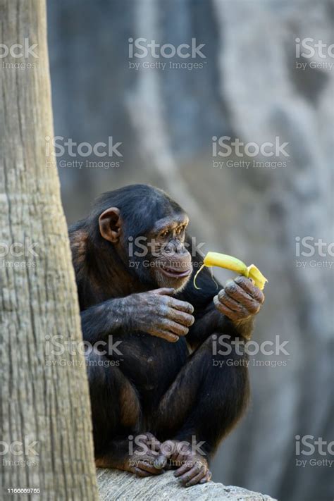 Chimpanzee Enjoying A Banana Stock Photo Download Image Now