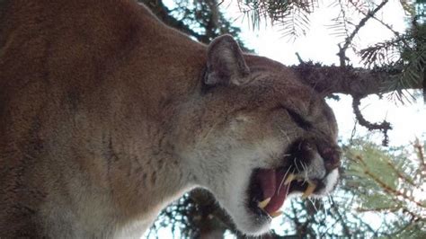 Washington State Biologists Capture Monster 197 Pound Cougar