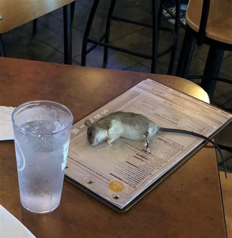 Live Rat Drops From Ceiling And Lands On Womans Menu At Buffalo Wild Wings