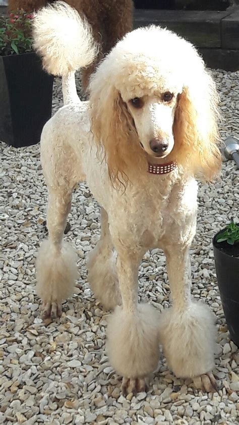 How to shave poodle feet | in this video i demonstrate how to shave poodles feet. Grooming your standard poodle - Zantescwtch