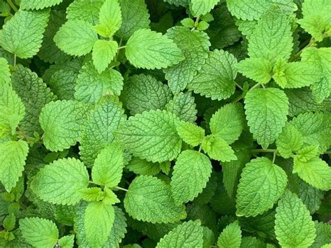 8 Best Mosquito Repellent Plants to Keep Pests Away From Your Garden ...