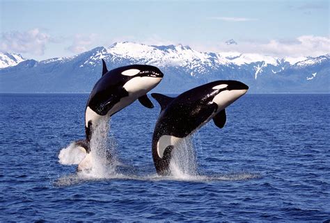 Killer Whales Have Close Friendships