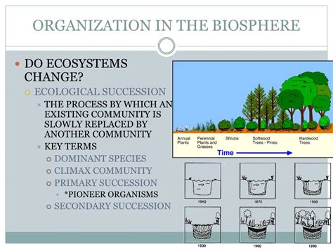 Ppt Organization In The Biosphere Powerpoint Presentation Free