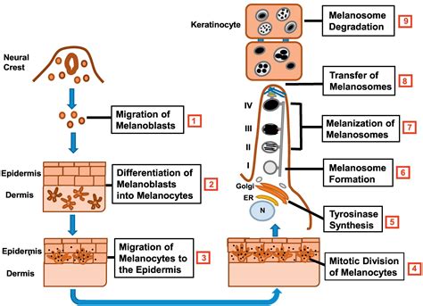 The Physiology Of Melanin Deposition In Health And Disease Clinics In