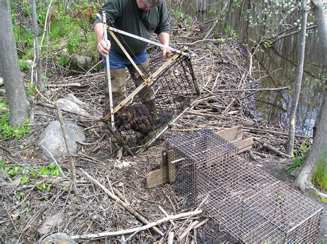 Trapping Beavers Beaver Solutions Llc