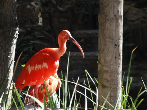 Pink Ibis Photo