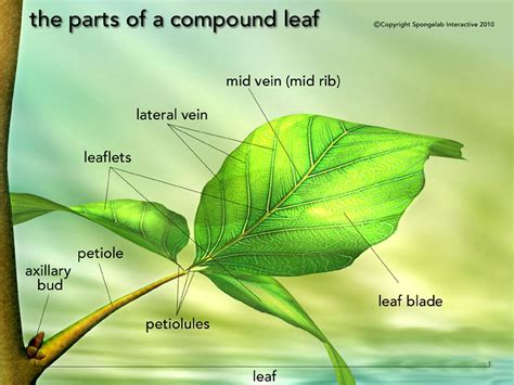 Leaf Structure Labeled Best Science Images And Diagrams Pinterest
