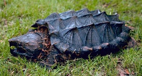 First Alligator Snapping Turtle Found In Illinois In Decadesis Lost
