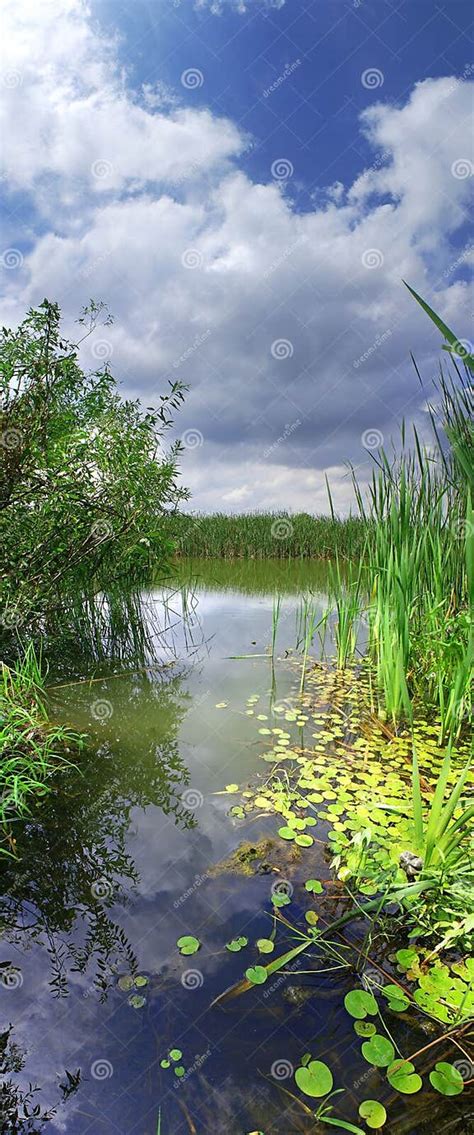 Vertical Panorama Of The River Stock Photo Image Of Cloud Flora 5260094