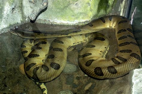 Giant Anaconda Found