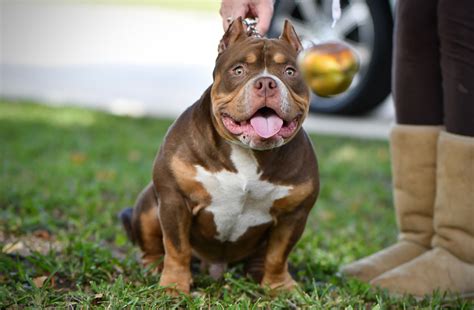 38 Top Images Tri Color Bully Puppies / TRI COLOR AMERICAN BULLY POCKET