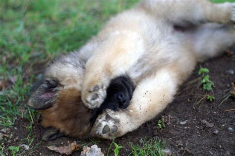 These conditions vary in their severity and are usually accompanied by other signs that help to further. Eurasier puppy Aarresaaren Mighty Morthos