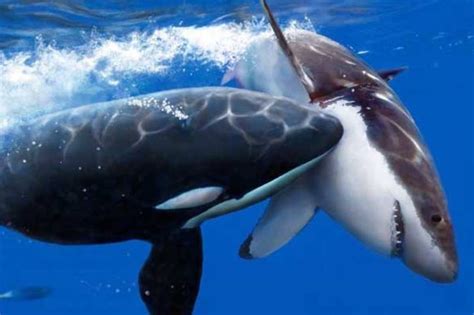 Orcas are some of the most effective predators in the ocean, and each population of them have developed unique hunting techniques that definitely earn them the killer whale title. Las orcas están acabando con el tiburón blanco en ...