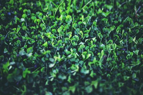 Green Leafed Plants Nature Plants Spring Green Hd Wallpaper