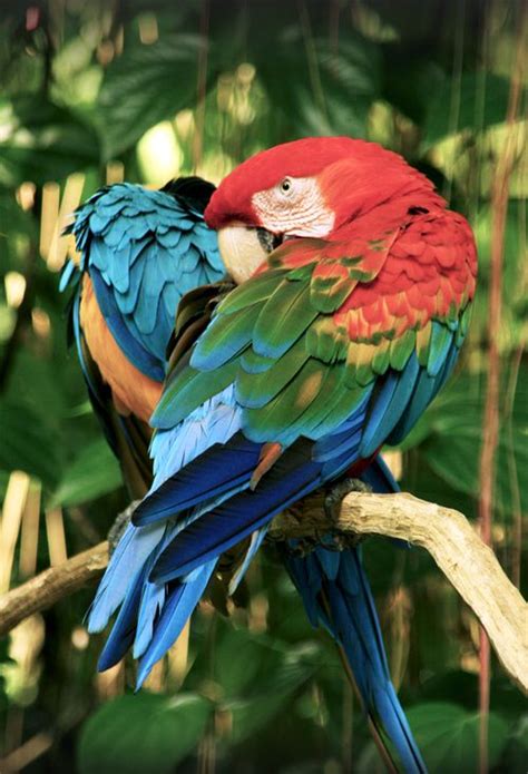 78 Images About Birds Of Paradise Parrots And Toucans On