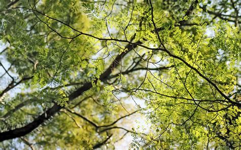 Online Crop Photography Of Green Leaf Trees During Daytime Hd