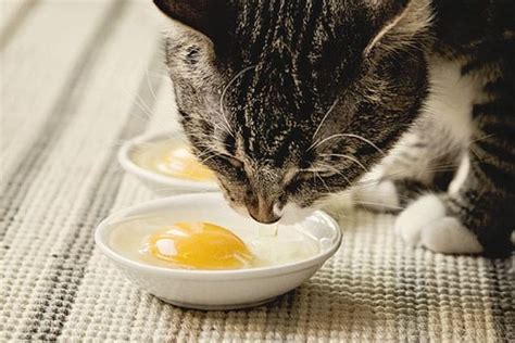 They still need the same type of diet today. What do Cats Like to Eat: 10 Healthy Human Foods