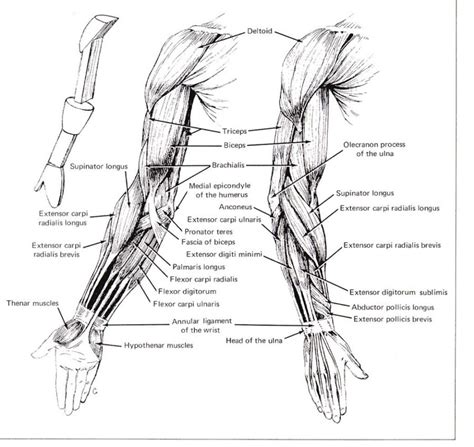 Arm Muscle Diagrams