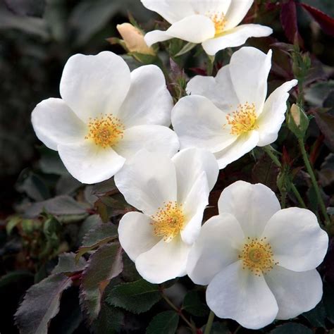 The White Knock Out Rose Stands Out In The Landscape With Its Pure