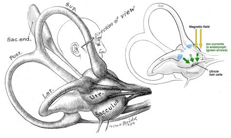 Learning About The Vestibular System With Mri Johns Hopkins Medicine