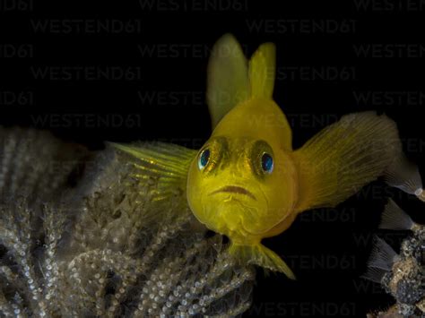 Indonesia Underwater Portrait Of Yellow Clown Goby Gobiodon Okinawae