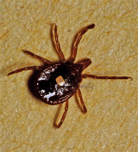 Lone Star Ticks Can Cause Red Meat Allergies