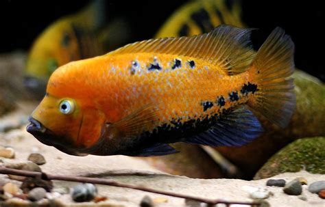Vieja Melanurus Lago Peten American Cichlid Tropical Fish Cichlids