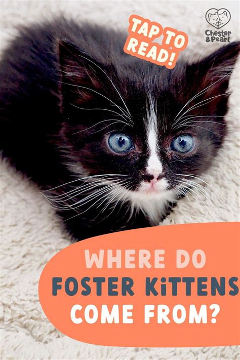 Where Do Foster Kittens Come From Fostering Cats Part 4 Chester