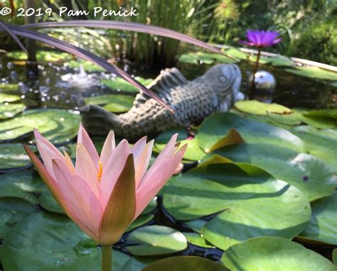 Dragonflies are harmless to humans, and are actually very beneficial, since they eat crop pests. Dragonflies Archives - Digging